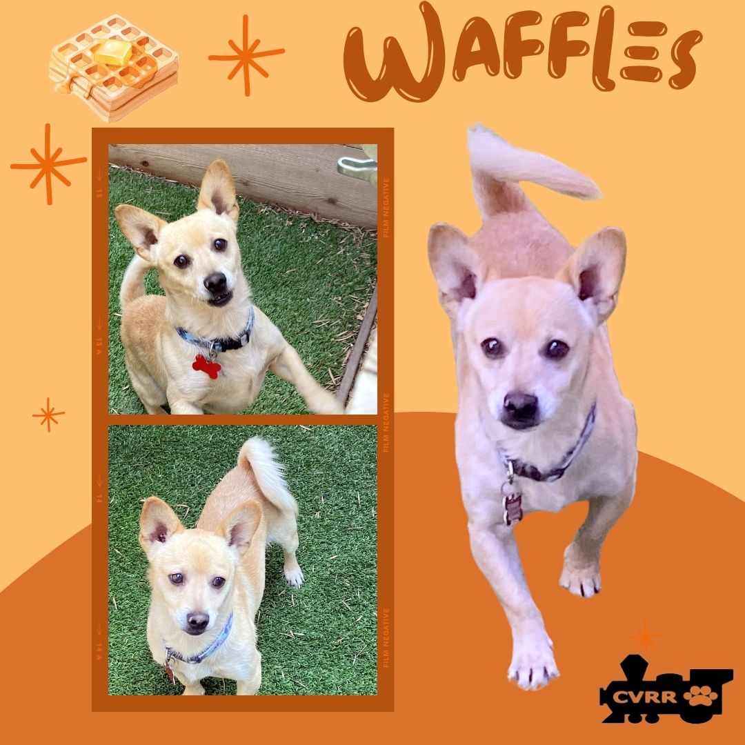 adoptable Dog in Lindsay, CA named Waffles