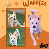 adoptable Dog in  named Waffles