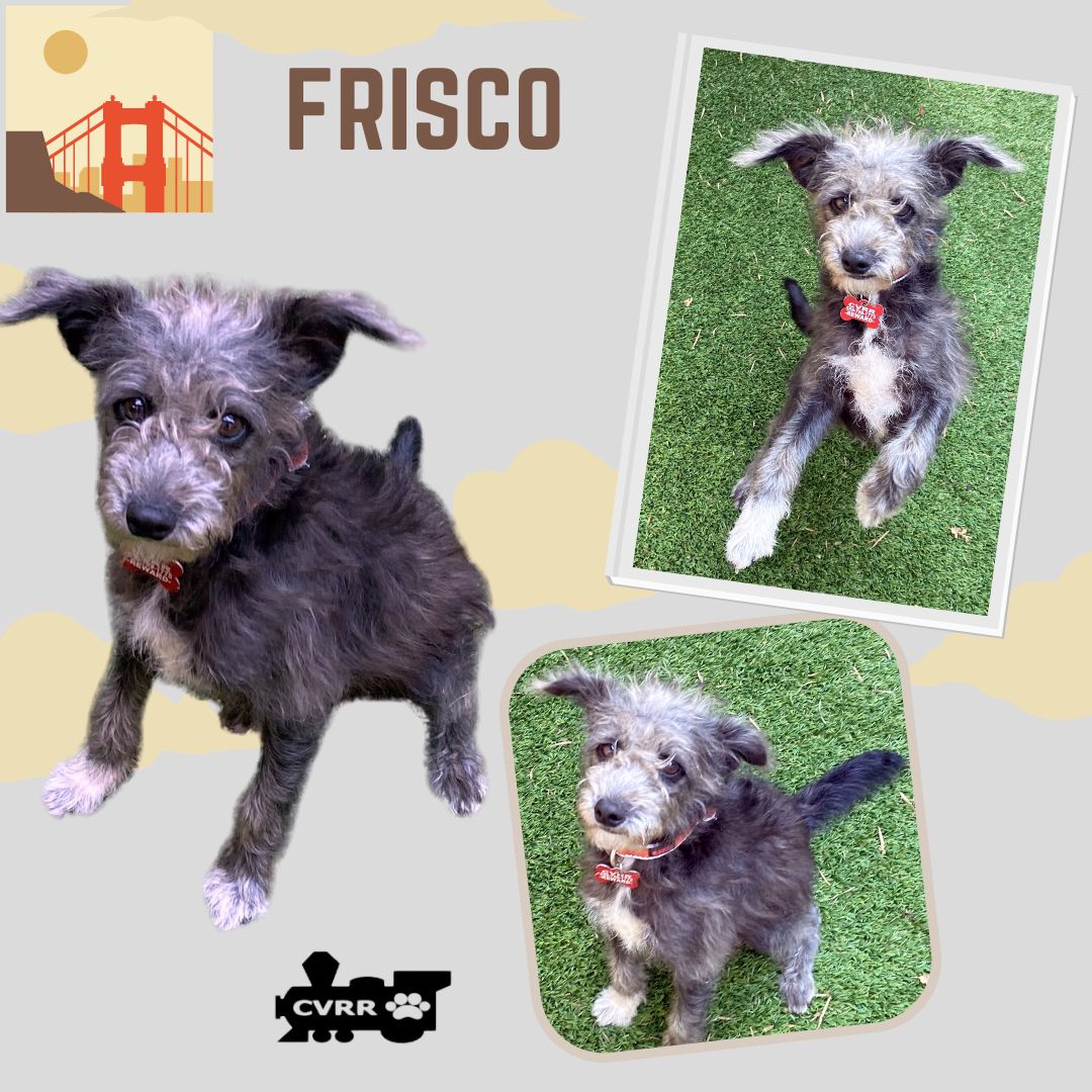 adoptable Dog in Lindsay, CA named Frisco