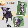 adoptable Dog in , CA named Frisco