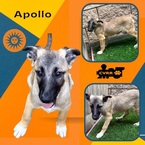 Apollo (Puppy)