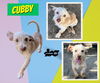 Cubby (Puppy)