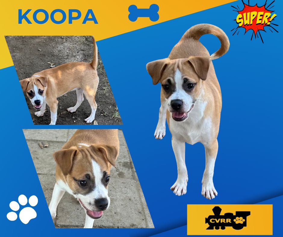 adoptable Dog in Lindsay, CA named Koopa (Puppy)