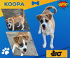 Koopa (Puppy)