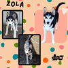 Zola (Puppy)