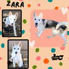 Zara (Puppy)