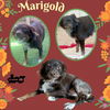 Marigold