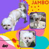 Jambo (Ritzy)