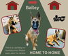 *Bailey (Home to Home)