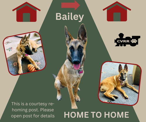 *Bailey (Home to Home)