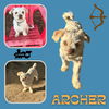 Archer