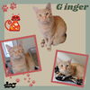 Ginger (Cat)