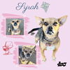 Syrah