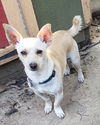 Cesar