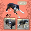 Cami