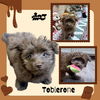 Toblerone (Posh Puppy)