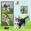 Roo (Puppy)