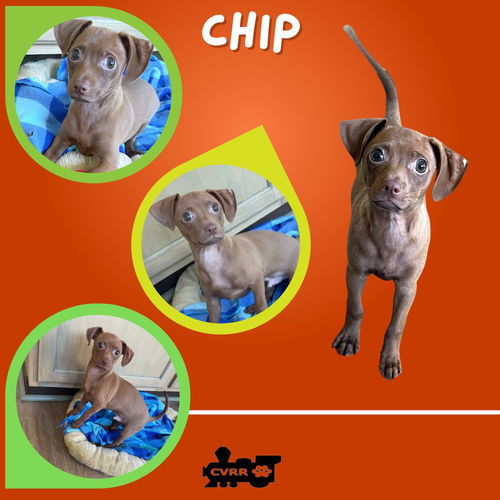 Chip  (Puppy)