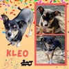 Kleo