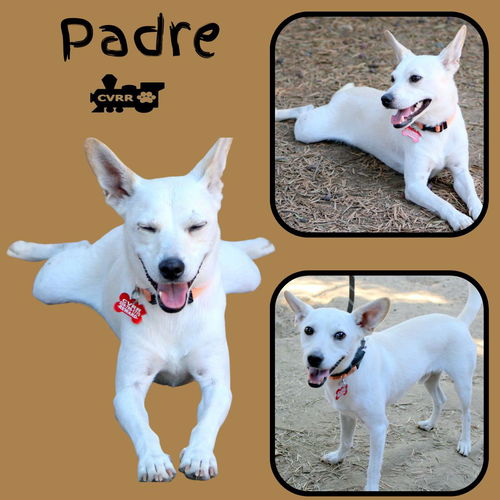 Padre