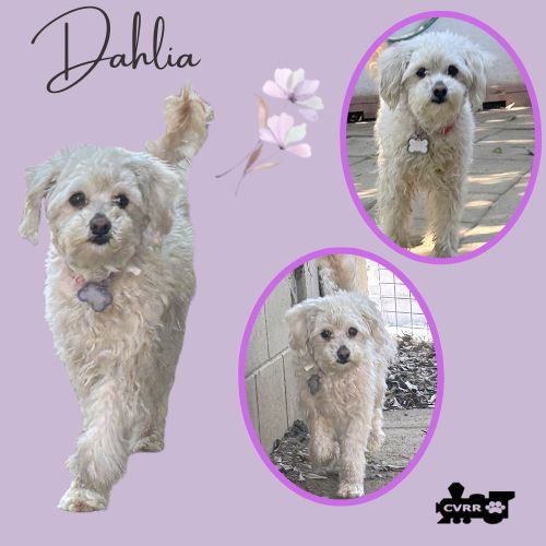 Dahlia (Ritzy)