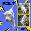 Bolt (Puppy)