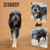 Starsky