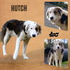 Hutch