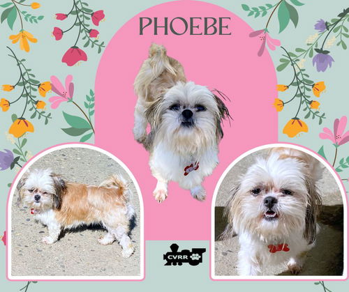Phoebe (Ritzy)