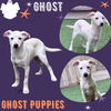 Ghost (Puppy)