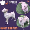 Spirit (Puppy)