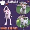 Samara (Puppy)