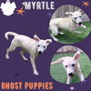 Myrtle (Puppy)