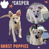 Casper (Puppy)