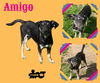 Amigo (Puppy)