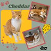 Cheddar (Cat)