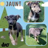 Jaunt (Puppy)