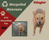 Ginger (Recycle)