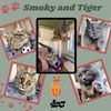 Smoky and Tiger (Cats)