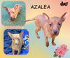 Azalea (Puppy)