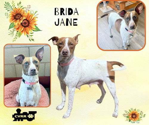 Brida Jane