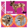 Tartan