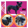 Thistle