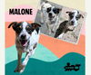 Malone