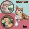 Avery