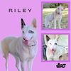 Riley