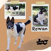 Rowan