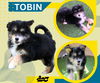 Tobin (Posh Puppy)