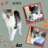 KiKi (Cat)