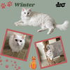 Winter (Cat)